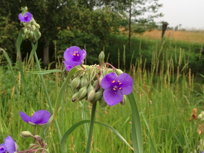 Ohio spiderwort edible wildflowers