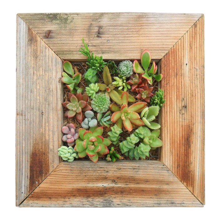 Succulent Living Wall Frame Kit found at UncommonGoods