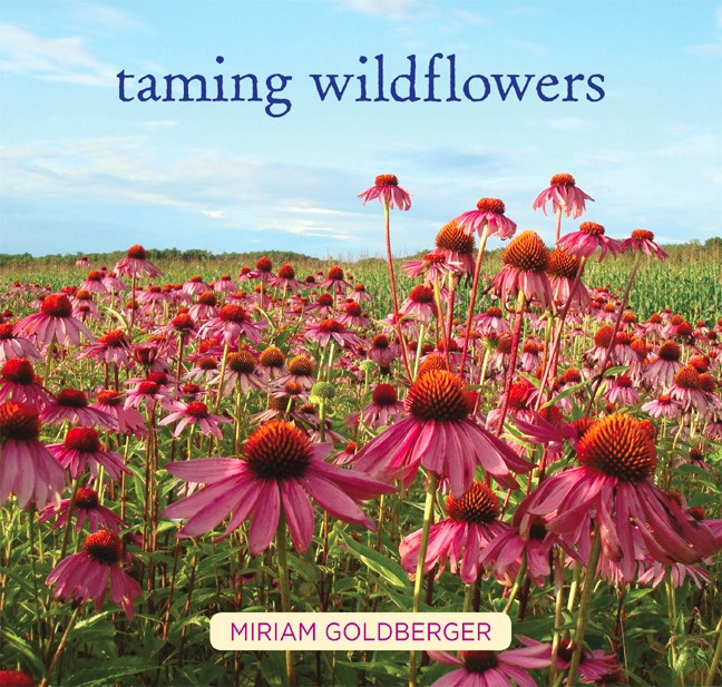 A field of vibrant echinacea flowers is the cover image for Taming Wildflowers by Miriam Goldberger