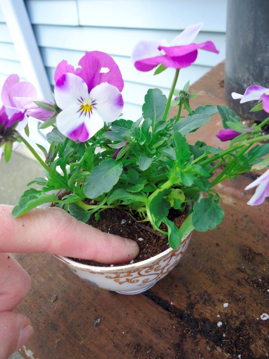 Vintage Teacup Planters for Mother's Day