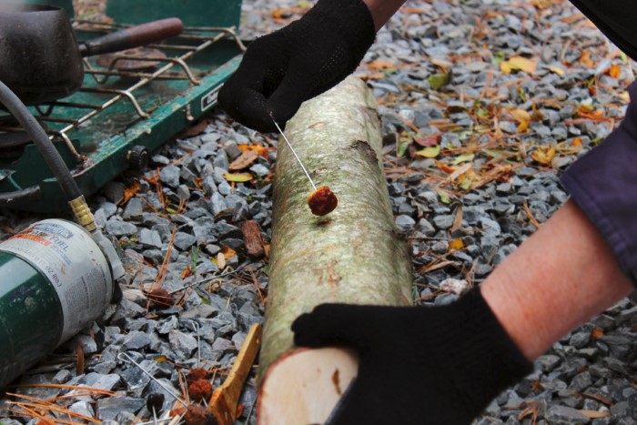 Waxing logs for growing mushrooms outdoors