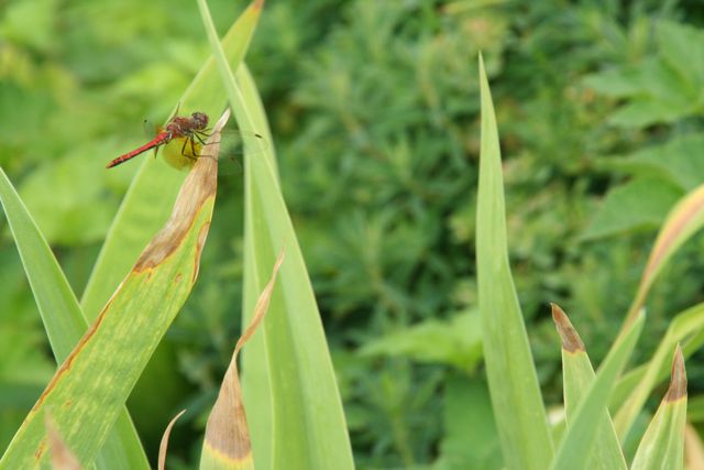 dragon-fly-sensible-gardening