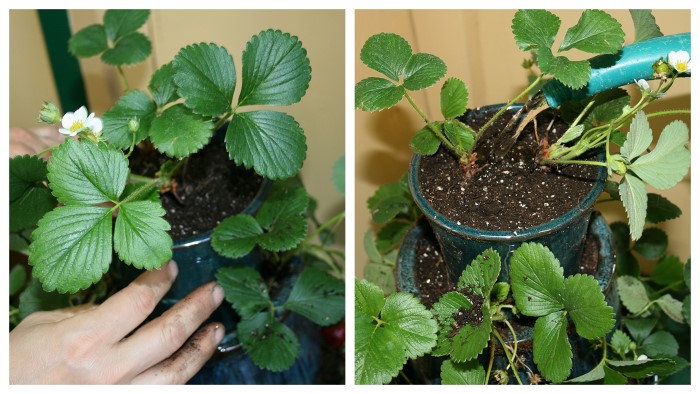 DIY Strawberry Tower - planting instructions