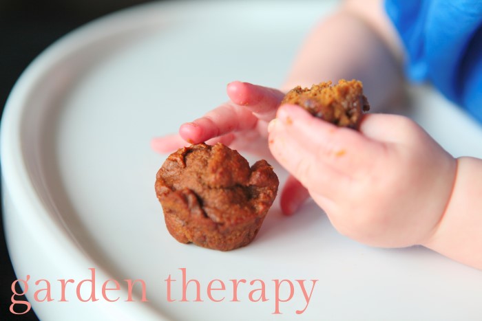 Iron Muffins for Babies with apricot, pumpkin, oatmeal, blackstrap molasses and more