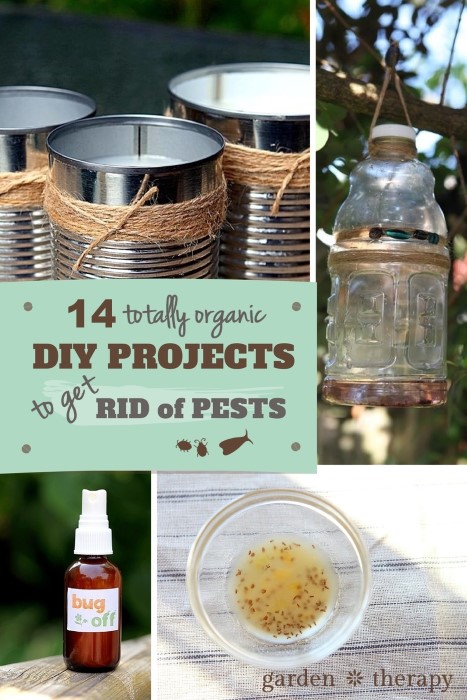 14 Totally Organic DIY Projects to Get Rid of Pests Safely and Naturally