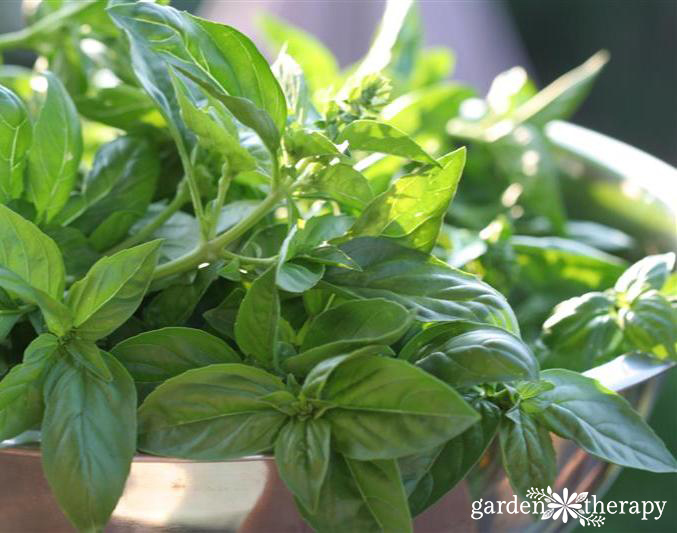 Big Bowl of Basil to use in cocktails