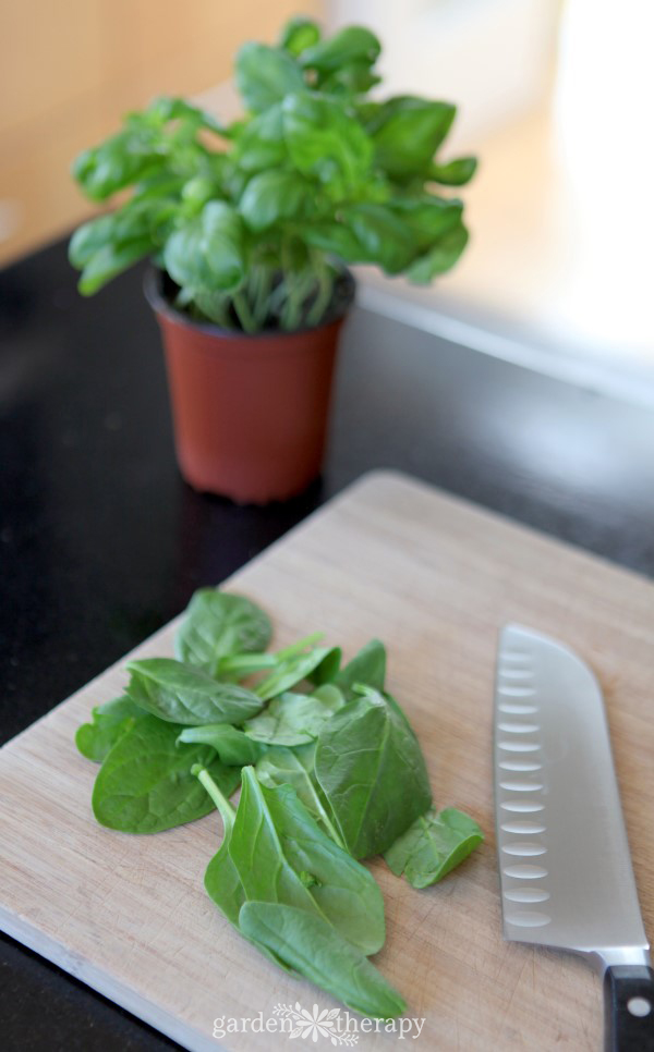 basil being chopped on a wooden cutting board with a fresh basil plant in the background