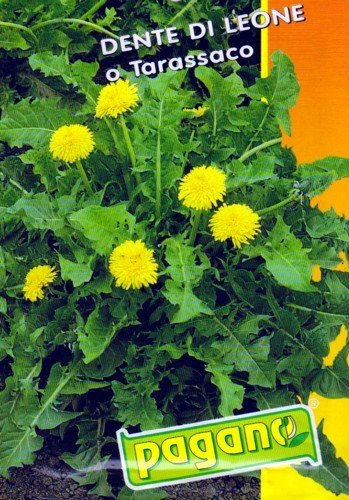 Dandelion Seeds for Sale