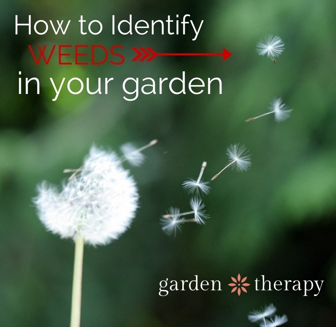 How to Identify Weeds - Garden Therapy®
