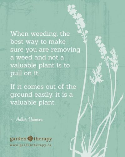 What is a Weed? Tips for Weed Identification In Your Garden - Garden ...