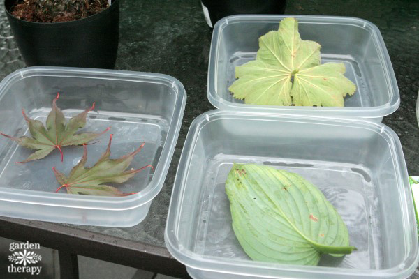 leaf imprint stepping stones project