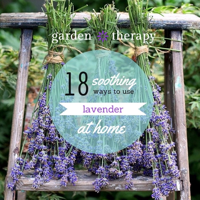 18 Soothing Ways to use Lavender at Home - plus how to harvest it