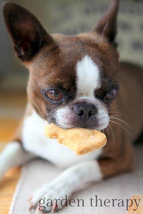 DIY Dog cookies that will drive dogs CRAZY full recipe