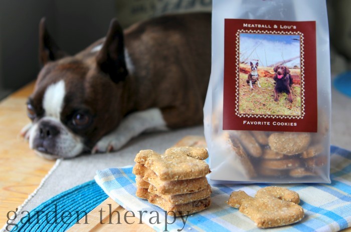 Good dog - you will get a cookie as soon as the photos are taken - recipe in post