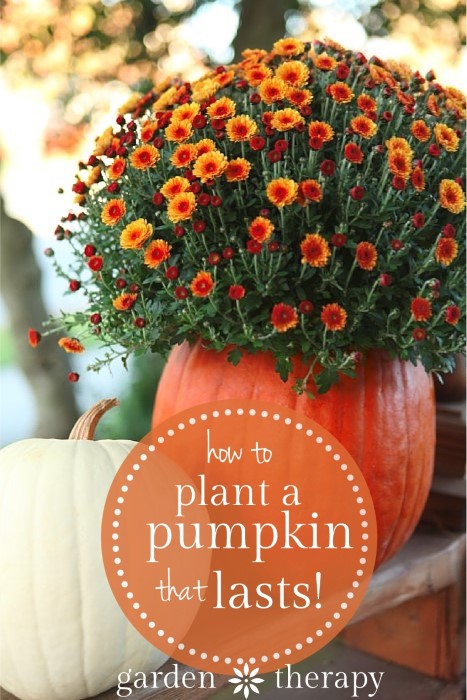 How I keep my pumpkin planters looking beautiful for a month!