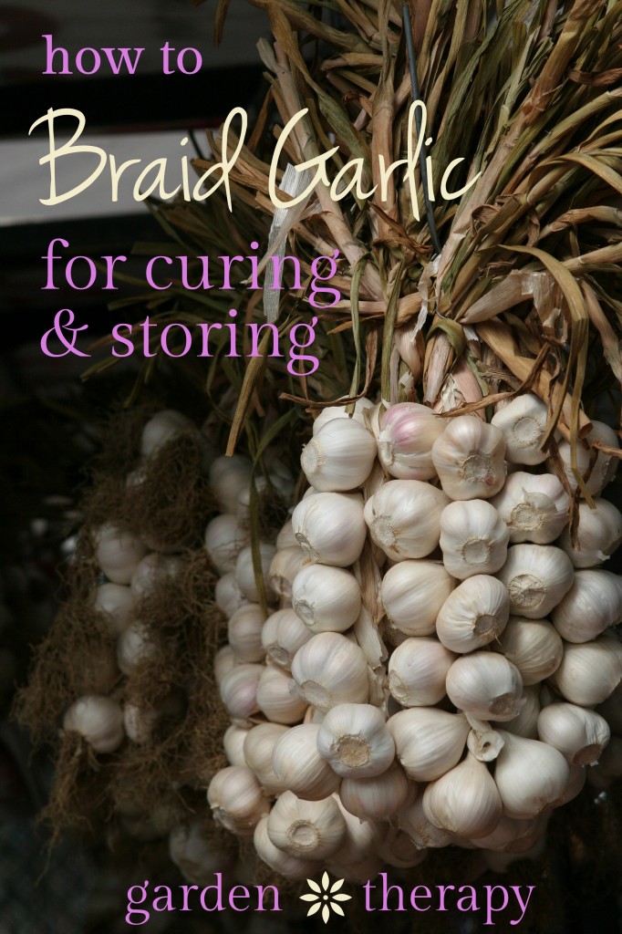 How to Braid Garlic for Curing and Storage