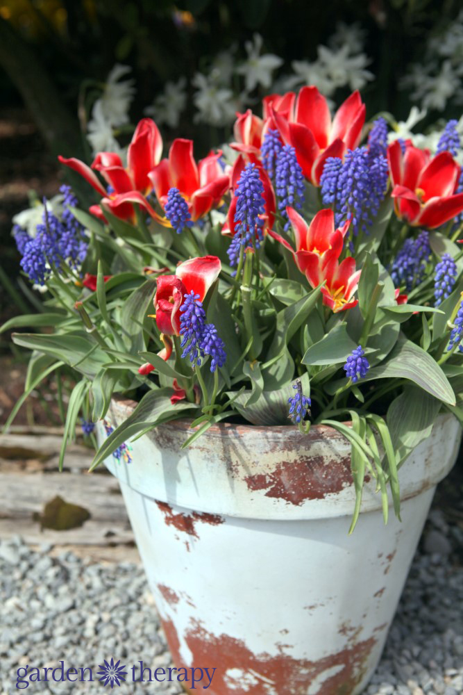 Preparing Fall Bulb Planters for Spring