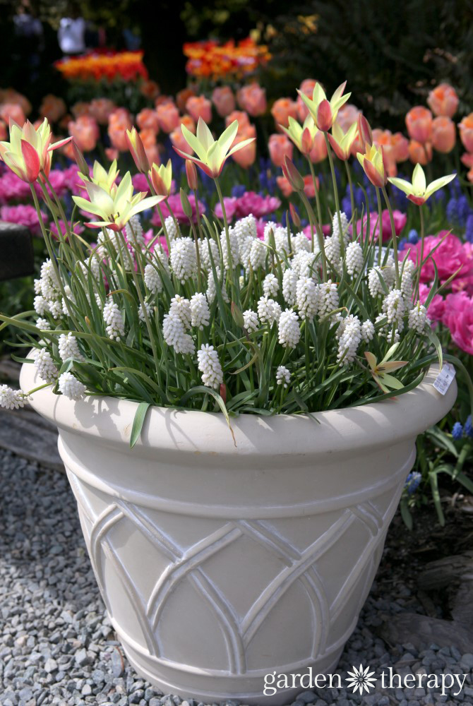 Mixed fall bulb planter recipe - tulips and grape hyacinths