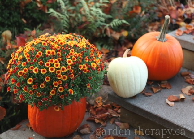 Tips and ideas on making carved pumkins last