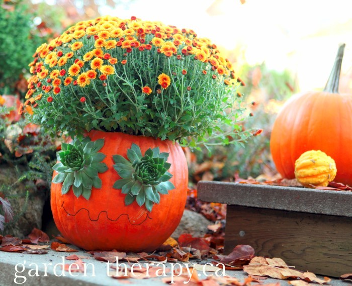 Crazy hair and eyes on this halloween pumpkin