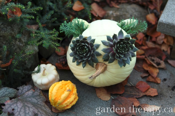 Fall or Halloween owl decoration with succulents and a white pumpkin - so cute!