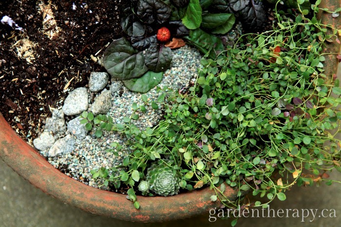 Halloween Mini Garden cobwebs and groundcover