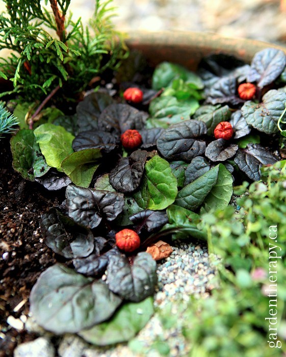 Halloween Mini Garden Pumpkin Patch