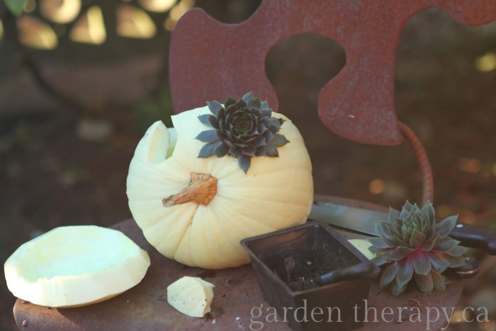 Planting sedum in a white pumpkin