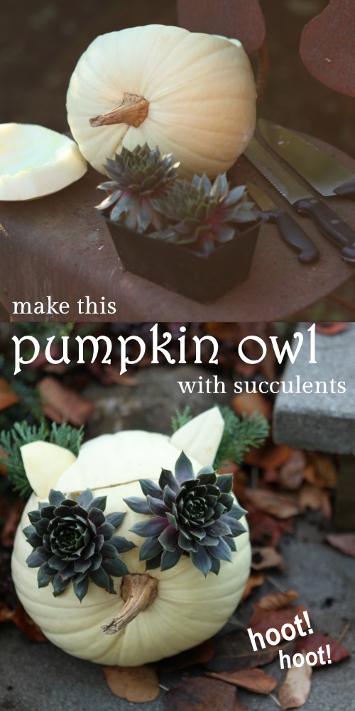 Turn a white pumpkin and some black succulents into a hooty owl planter!