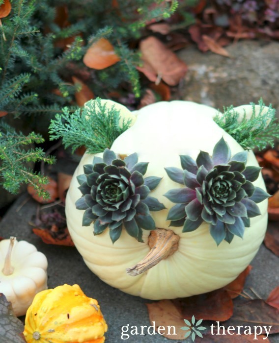 Owl made from a white pumpkin, succulents and evergreen 