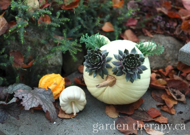 An owl jack o lantern, or jack o PLANTern, made simply with a pumpkin, sedum, and evergreens. Easy fall decor idea for the outdoors!