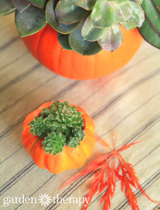 Mini Pumpkin Succulent Planters