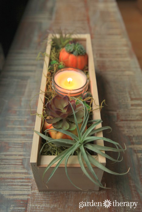 Wood Box Thanksgiving Airplant and Succulent Centerpiece