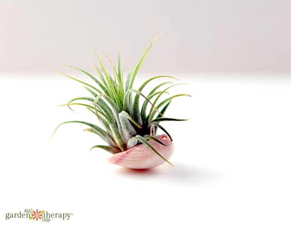 Pink seashell holding an air plant