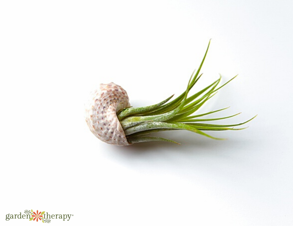 spiraled seashell with an air plant at the center
