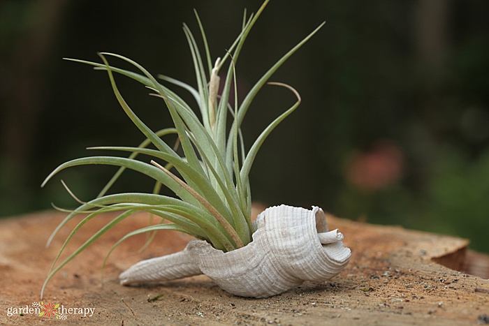 air plant variety growing out of a long seashell