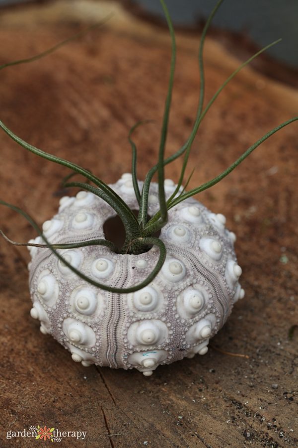 Air Plants in Seashells Garden Therapy