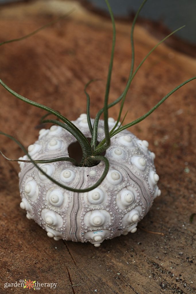 air plant in the center of a round seashell