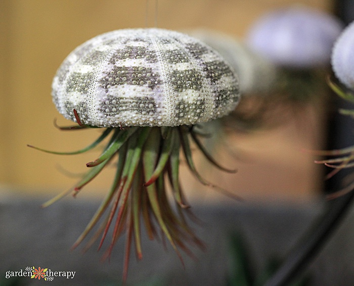 air plant glued to a seashell and strung upside down