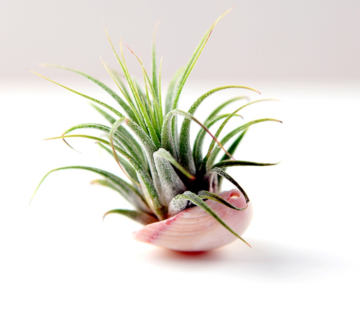 air plant growing in a pink shell