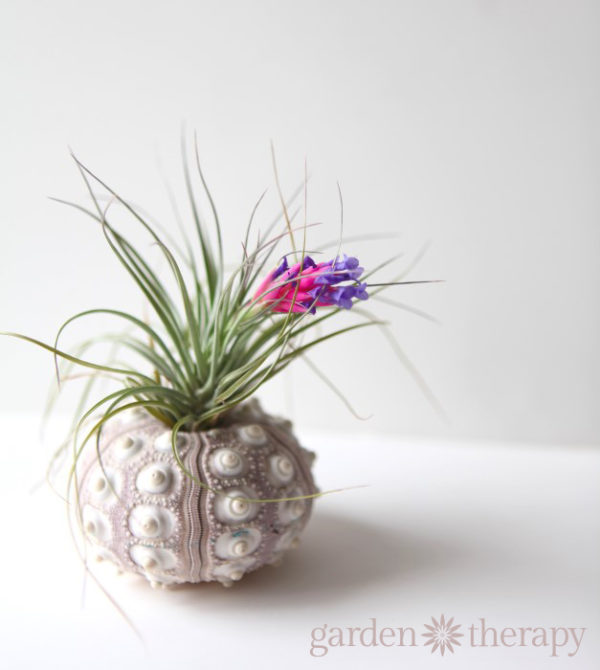 How to Keep Air Plants Alive and Healthy (They Might Even Bloom