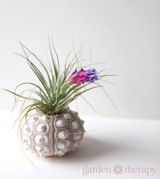 an air plant in bloom