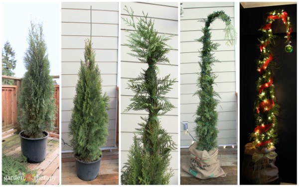 step by step images of cedar shrub being turned into a grinch tree