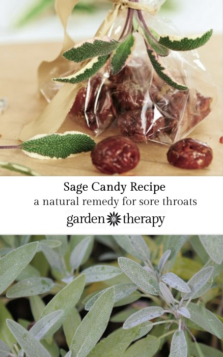 Sage Candy Recipe - an ancient remedy for the inflammation of sore throats