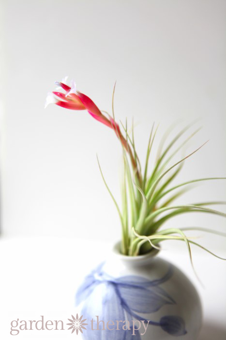 Tillandsia in bloom