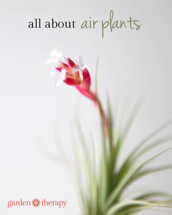 all about air plants - planting, care, blooming and more