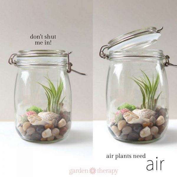 How to Keep Air Plants Alive and Healthy (They Might Even Bloom!) Garden Therapy