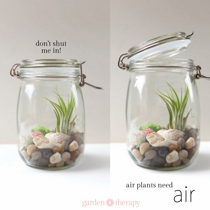 Air Plant Containers - 51 Most Amazing Air Plant Display Ideas Balcony ...