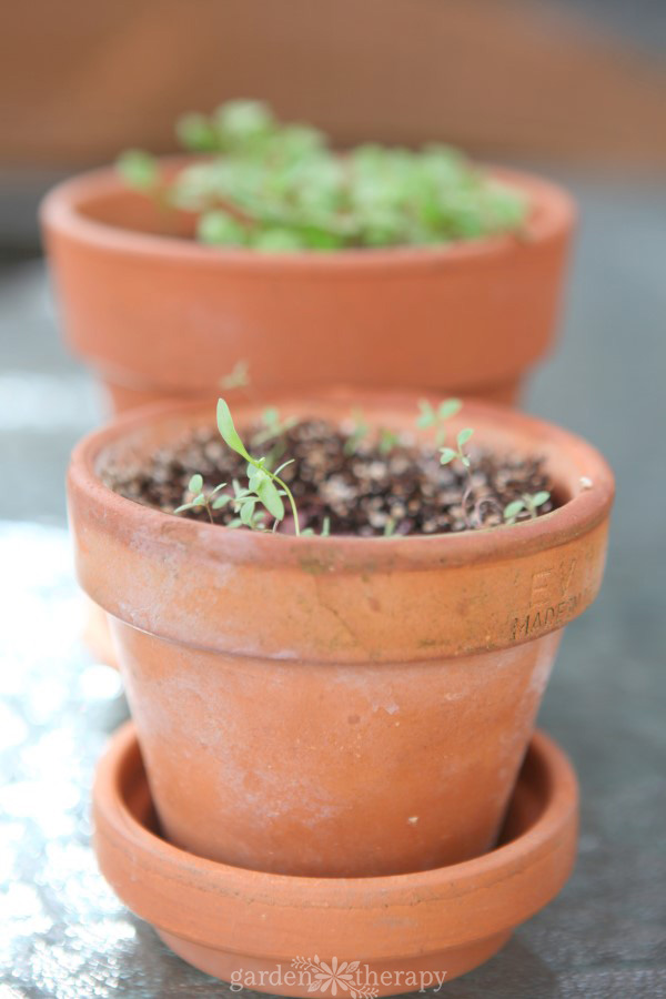 Seed starting herbs in pots