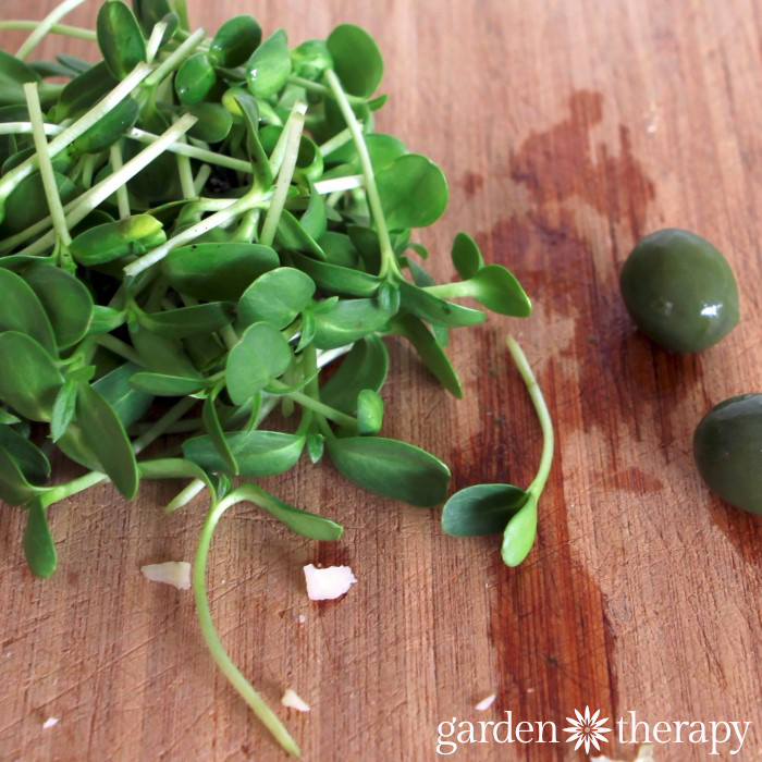 Grow sprouts and microgreens all year long